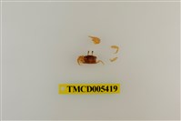 藏品(乳白南方招潮蟹)的圖片